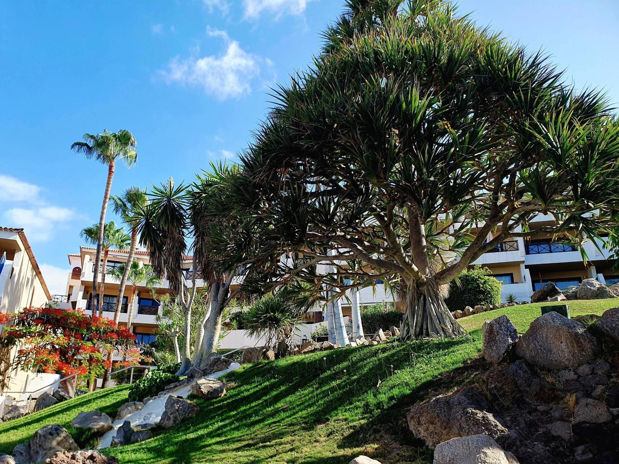 Spacious Apartment With Private Garden In Tenerife South サンミゲル・デ・アボナ エクステリア 写真